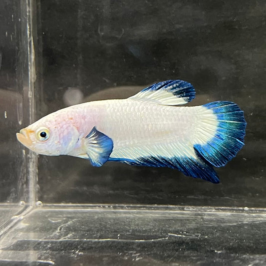 the-fish-farm Premium Male Betta Fancy Plakat Betta Male - One Only - 2 Buy this Premium Male Plakat Betta - One Only The Fish Farm Australia 
