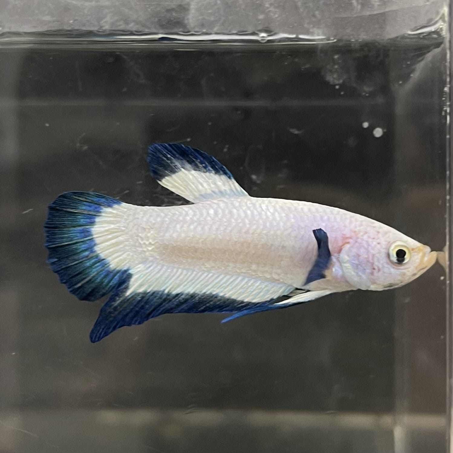 the-fish-farm Premium Male Betta Fancy Plakat Betta Male - One Only - 2 Buy this Premium Male Plakat Betta - One Only The Fish Farm Australia 