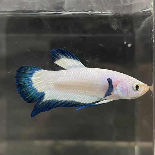 the-fish-farm Premium Male Betta Fancy Plakat Betta Male - One Only - 2 Buy this Premium Male Plakat Betta - One Only The Fish Farm Australia 