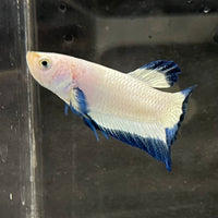the-fish-farm Premium Male Betta Fancy Plakat Betta Male - One Only - 2 Buy this Premium Male Plakat Betta - One Only The Fish Farm Australia 