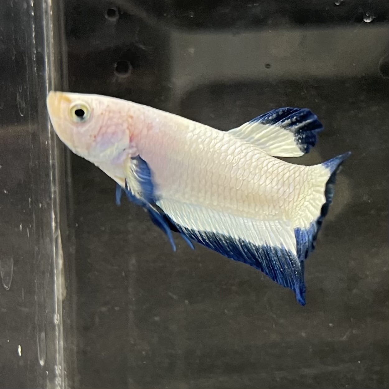 the-fish-farm Premium Male Betta Fancy Plakat Betta Male - One Only - 2 Buy this Premium Male Plakat Betta - One Only The Fish Farm Australia 