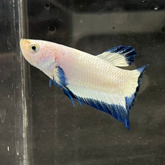 the-fish-farm Premium Male Betta Fancy Plakat Betta Male - One Only - 2 Buy this Premium Male Plakat Betta - One Only The Fish Farm Australia 