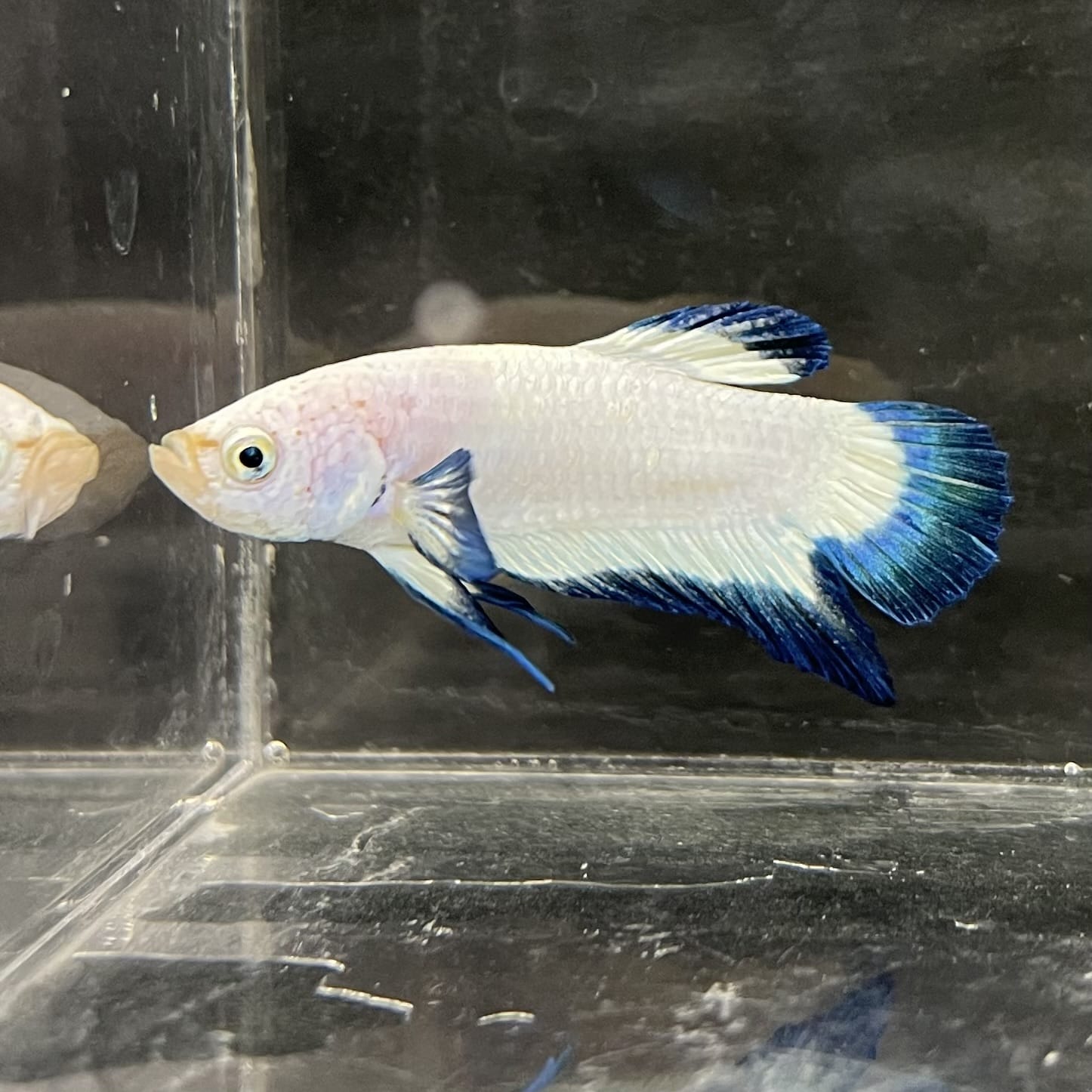 the-fish-farm Premium Male Betta Fancy Plakat Betta Male - One Only - 2 Buy this Premium Male Plakat Betta - One Only The Fish Farm Australia 