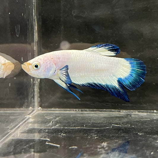 the-fish-farm Premium Male Betta Fancy Plakat Betta Male - One Only - 2 Buy this Premium Male Plakat Betta - One Only The Fish Farm Australia 