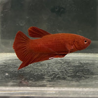 the-fish-farm Premium Male Betta Fancy Plakat Betta Male - One Only - 2 Buy this Premium Male Plakat Betta - One Only The Fish Farm Australia 
