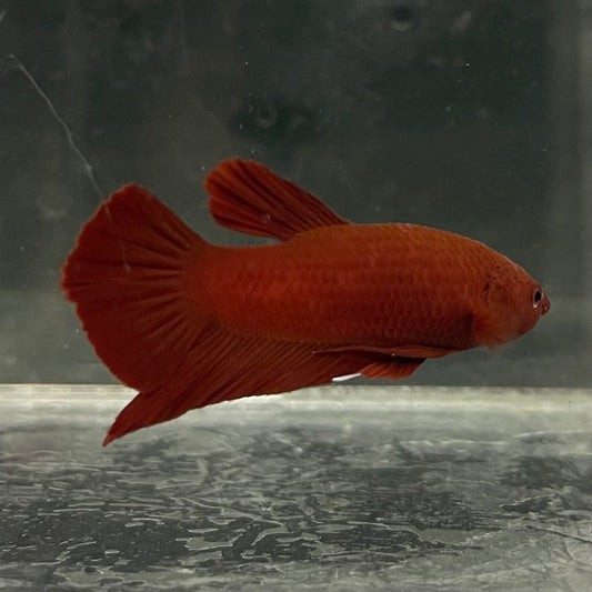the-fish-farm Premium Male Betta Fancy Plakat Betta Male - One Only - 2 Buy this Premium Male Plakat Betta - One Only The Fish Farm Australia 
