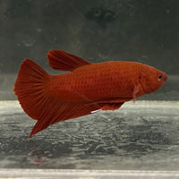 the-fish-farm Premium Male Betta Fancy Plakat Betta Male - One Only - 2 Buy this Premium Male Plakat Betta - One Only The Fish Farm Australia 