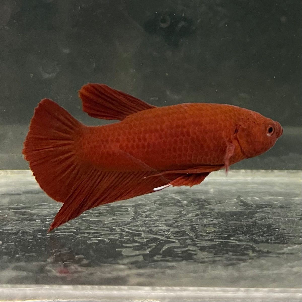 the-fish-farm Premium Male Betta Fancy Plakat Betta Male - One Only - 2 Buy this Premium Male Plakat Betta - One Only The Fish Farm Australia 