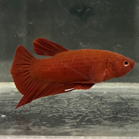 the-fish-farm Premium Male Betta Fancy Plakat Betta Male - One Only - 2 Buy this Premium Male Plakat Betta - One Only The Fish Farm Australia 