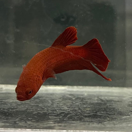 the-fish-farm Premium Male Betta Fancy Plakat Betta Male - One Only - 2 Buy this Premium Male Plakat Betta - One Only The Fish Farm Australia 