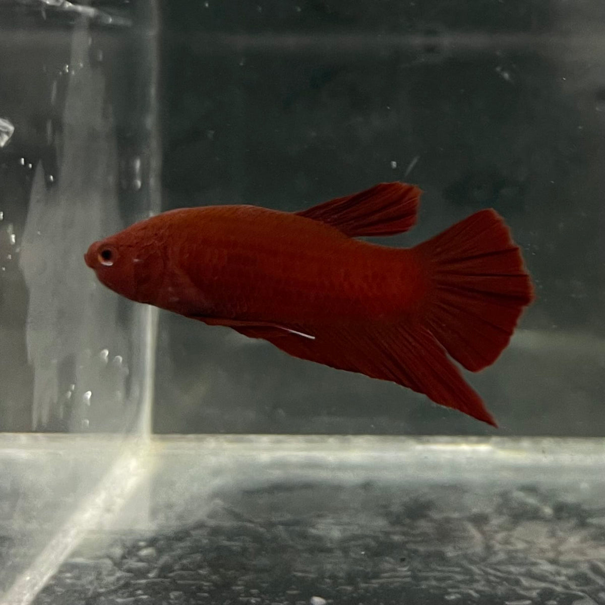 the-fish-farm Premium Male Betta Fancy Plakat Betta Male - One Only - 2 Buy this Premium Male Plakat Betta - One Only The Fish Farm Australia 