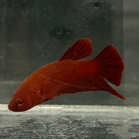 the-fish-farm Premium Male Betta Fancy Plakat Betta Male - One Only - 2 Buy this Premium Male Plakat Betta - One Only The Fish Farm Australia 