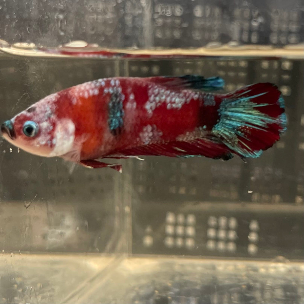 the-fish-farm Premium Male Betta Fancy Plakat Betta Male - One Only - 2 Buy this Premium Male Plakat Betta - One Only The Fish Farm Australia 