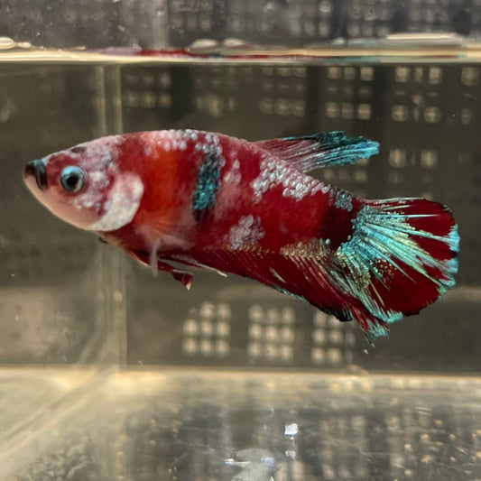 the-fish-farm Premium Male Betta Fancy Plakat Betta Male - One Only - 2 Buy this Premium Male Plakat Betta - One Only The Fish Farm Australia 