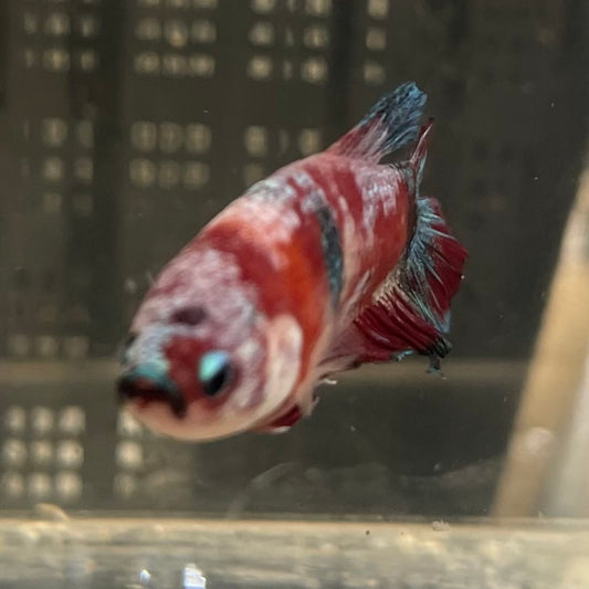 the-fish-farm Premium Male Betta Fancy Plakat Betta Male - One Only - 2 Buy this Premium Male Plakat Betta - One Only The Fish Farm Australia 