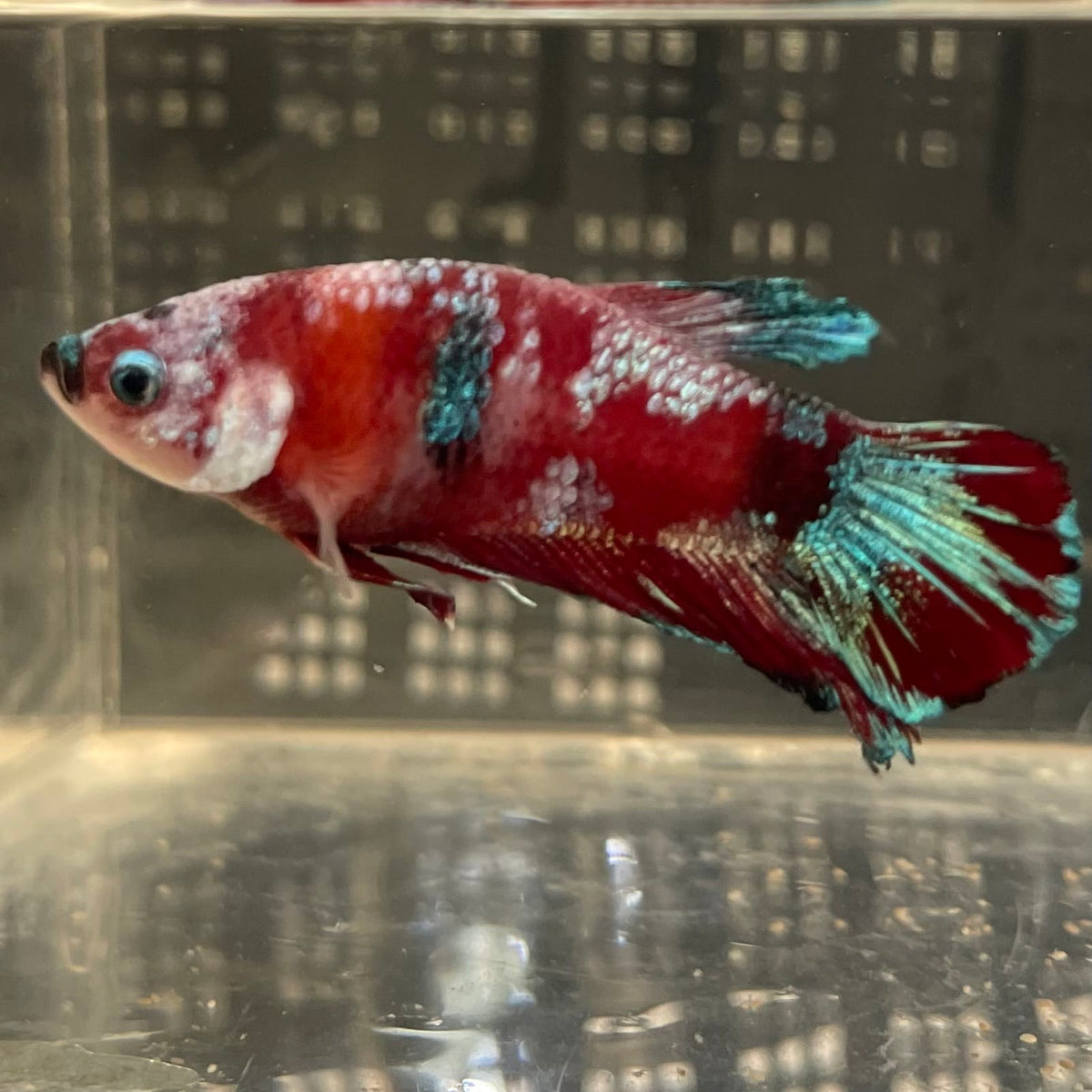 the-fish-farm Premium Male Betta Fancy Plakat Betta Male - One Only - 2 Buy this Premium Male Plakat Betta - One Only The Fish Farm Australia 