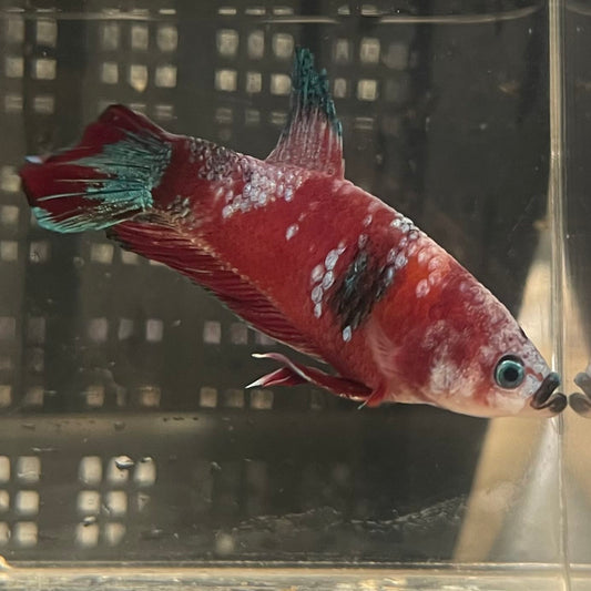 the-fish-farm Premium Male Betta Fancy Plakat Betta Male - One Only - 2 Buy this Premium Male Plakat Betta - One Only The Fish Farm Australia 