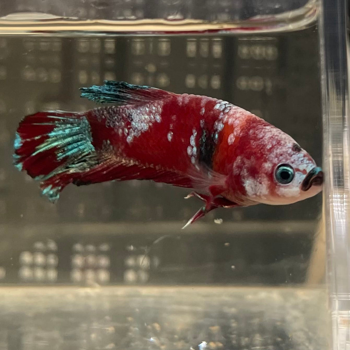 the-fish-farm Premium Male Betta Fancy Plakat Betta Male - One Only - 2 Buy this Premium Male Plakat Betta - One Only The Fish Farm Australia 