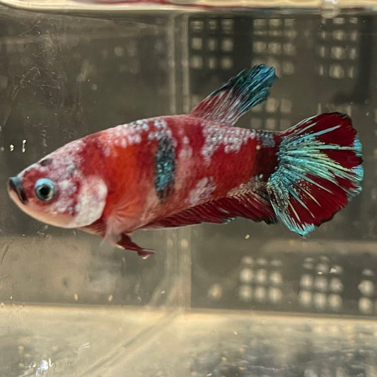 the-fish-farm Premium Male Betta Fancy Plakat Betta Male - One Only - 2 Buy this Premium Male Plakat Betta - One Only The Fish Farm Australia 