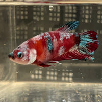 the-fish-farm Premium Male Betta Fancy Plakat Betta Male - One Only - 2 Buy this Premium Male Plakat Betta - One Only The Fish Farm Australia 
