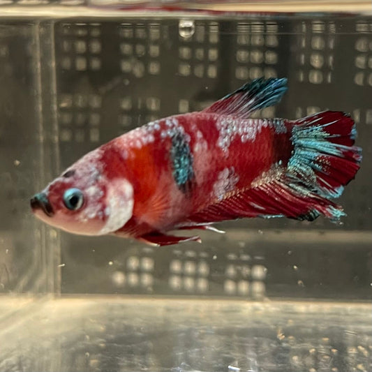 the-fish-farm Premium Male Betta Fancy Plakat Betta Male - One Only - 2 Buy this Premium Male Plakat Betta - One Only The Fish Farm Australia 