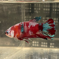 the-fish-farm Premium Male Betta Fancy Plakat Betta Male - One Only - 2 Buy this Premium Male Plakat Betta - One Only The Fish Farm Australia 