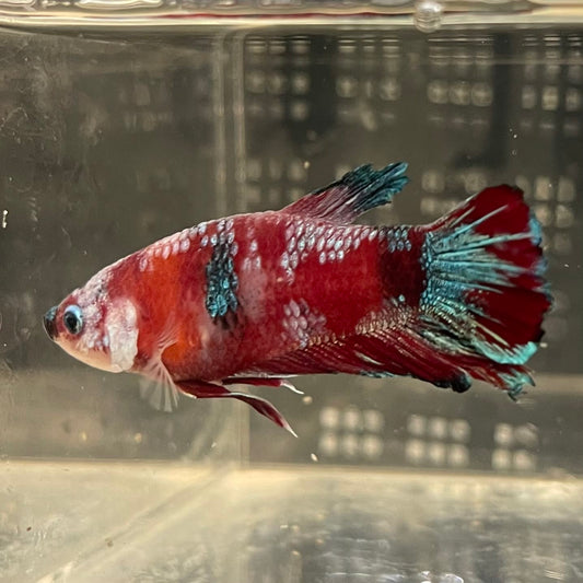 the-fish-farm Premium Male Betta Fancy Plakat Betta Male - One Only - 2 Buy this Premium Male Plakat Betta - One Only The Fish Farm Australia 