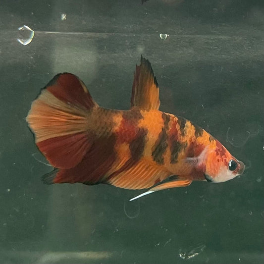 the-fish-farm Premium Male Betta Fancy Plakat Betta Male - One Only - 20 Buy this Premium Male Plakat Betta - One Only The Fish Farm Australia 