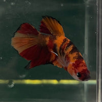 the-fish-farm Premium Male Betta Fancy Plakat Betta Male - One Only - 20 Buy this Premium Male Plakat Betta - One Only The Fish Farm Australia 