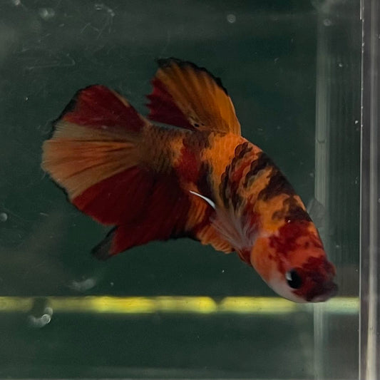 the-fish-farm Premium Male Betta Fancy Plakat Betta Male - One Only - 20 Buy this Premium Male Plakat Betta - One Only The Fish Farm Australia 