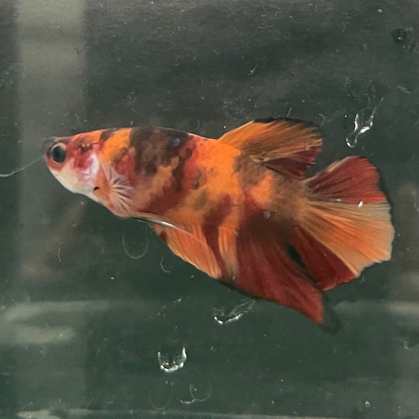 the-fish-farm Premium Male Betta Fancy Plakat Betta Male - One Only - 20 Buy this Premium Male Plakat Betta - One Only The Fish Farm Australia 