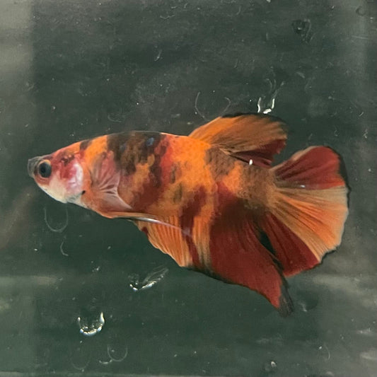 the-fish-farm Premium Male Betta Fancy Plakat Betta Male - One Only - 20 Buy this Premium Male Plakat Betta - One Only The Fish Farm Australia 