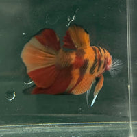 the-fish-farm Premium Male Betta Fancy Plakat Betta Male - One Only - 20 Buy this Premium Male Plakat Betta - One Only The Fish Farm Australia 