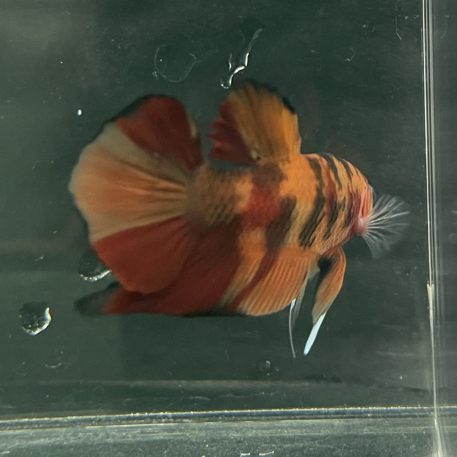 the-fish-farm Premium Male Betta Fancy Plakat Betta Male - One Only - 20 Buy this Premium Male Plakat Betta - One Only The Fish Farm Australia 