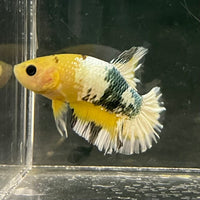 the-fish-farm Premium Male Betta Fancy Plakat Betta Male - One Only - 3 Buy this Premium Male Plakat Betta - One Only The Fish Farm Australia 