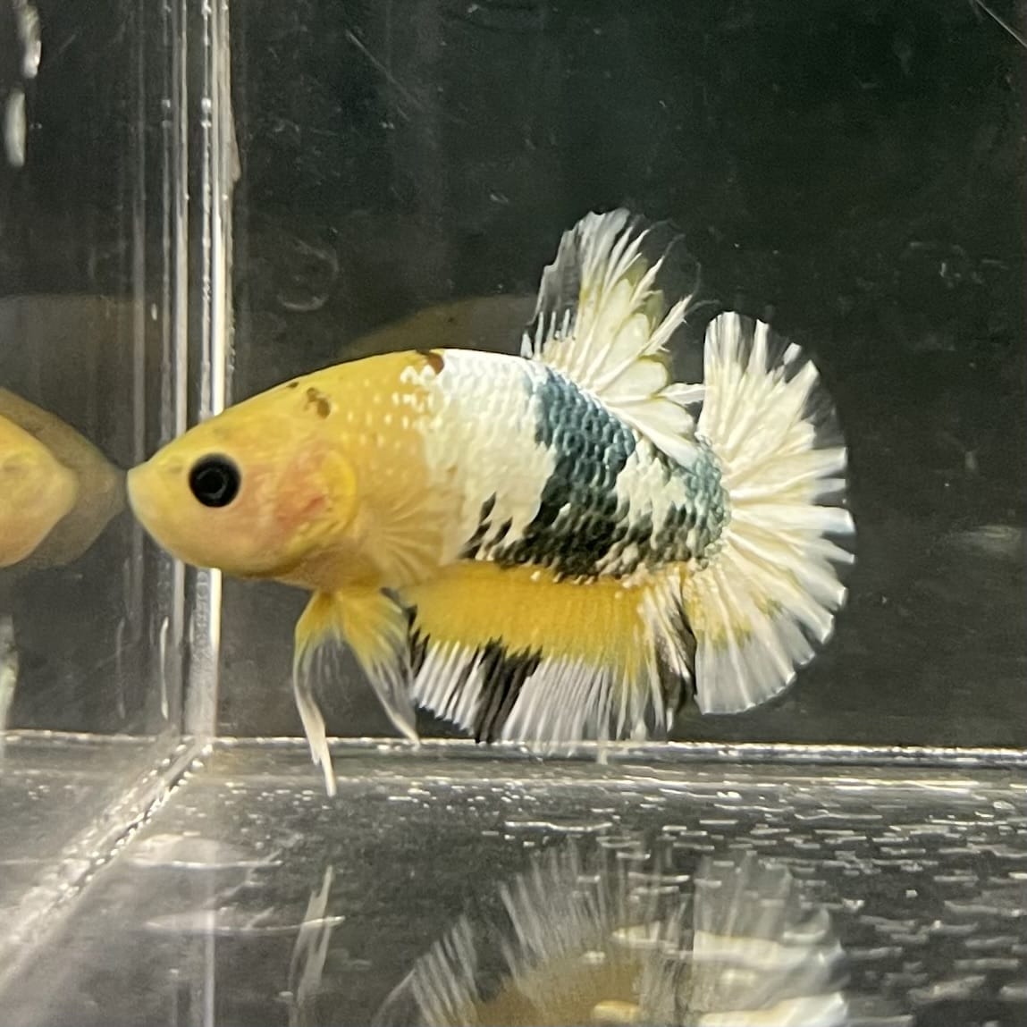 the-fish-farm Premium Male Betta Fancy Plakat Betta Male - One Only - 3 Buy this Premium Male Plakat Betta - One Only The Fish Farm Australia 