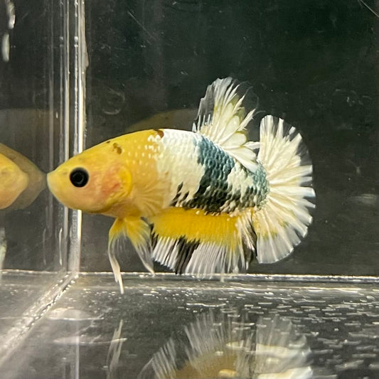 the-fish-farm Premium Male Betta Fancy Plakat Betta Male - One Only - 3 Buy this Premium Male Plakat Betta - One Only The Fish Farm Australia 