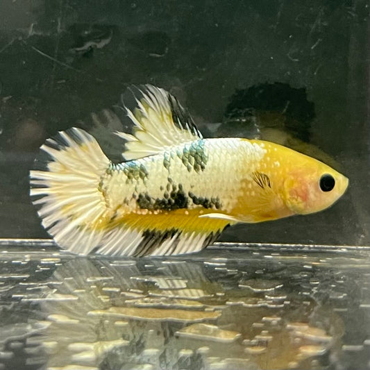 the-fish-farm Premium Male Betta Fancy Plakat Betta Male - One Only - 3 Buy this Premium Male Plakat Betta - One Only The Fish Farm Australia 
