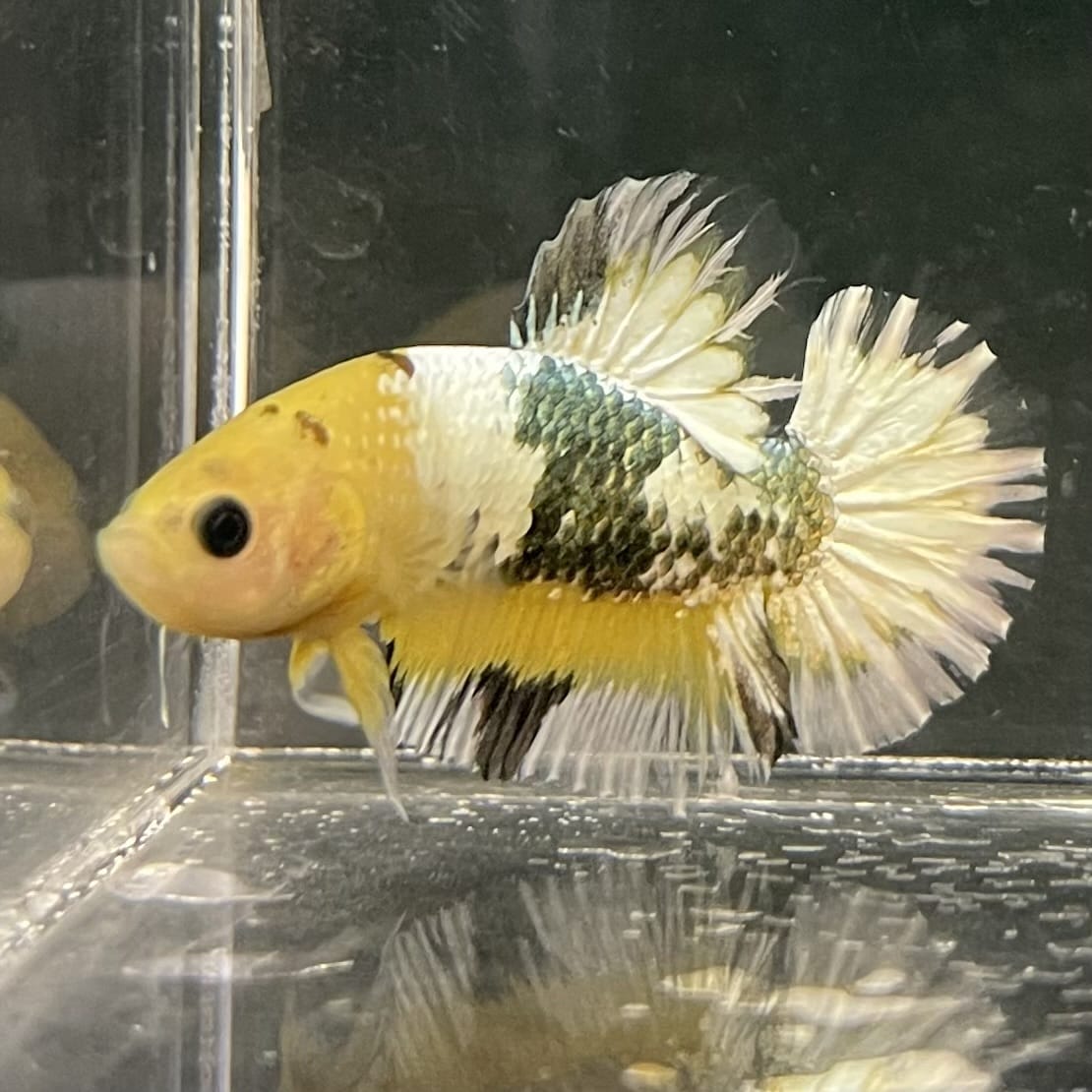 the-fish-farm Premium Male Betta Fancy Plakat Betta Male - One Only - 3 Buy this Premium Male Plakat Betta - One Only The Fish Farm Australia 