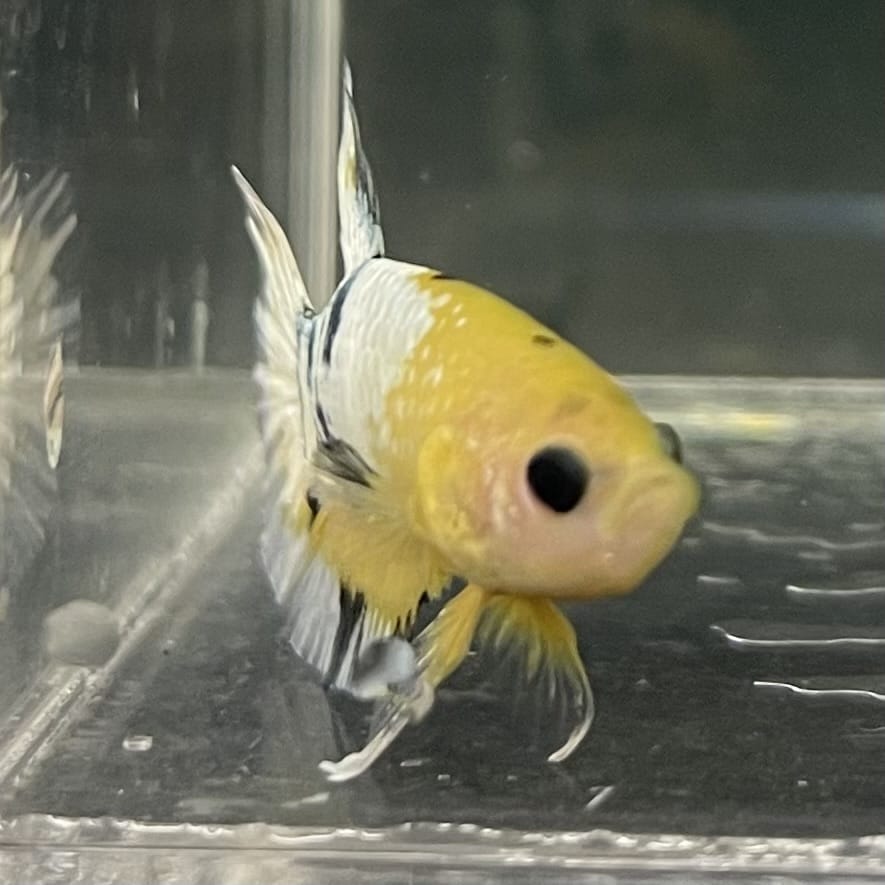 the-fish-farm Premium Male Betta Fancy Plakat Betta Male - One Only - 3 Buy this Premium Male Plakat Betta - One Only The Fish Farm Australia 