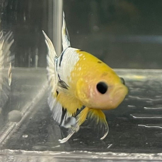 the-fish-farm Premium Male Betta Fancy Plakat Betta Male - One Only - 3 Buy this Premium Male Plakat Betta - One Only The Fish Farm Australia 