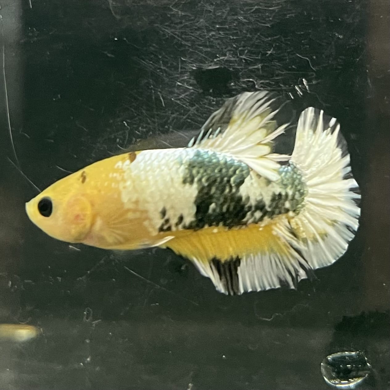 the-fish-farm Premium Male Betta Fancy Plakat Betta Male - One Only - 3 Buy this Premium Male Plakat Betta - One Only The Fish Farm Australia 