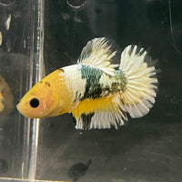 the-fish-farm Premium Male Betta Fancy Plakat Betta Male - One Only - 3 Buy this Premium Male Plakat Betta - One Only The Fish Farm Australia 