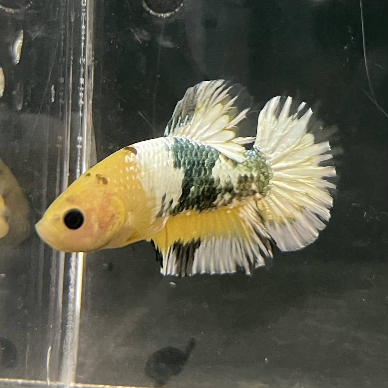 the-fish-farm Premium Male Betta Fancy Plakat Betta Male - One Only - 3 Buy this Premium Male Plakat Betta - One Only The Fish Farm Australia 