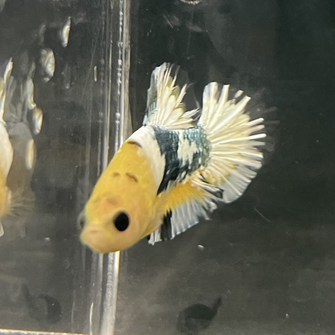the-fish-farm Premium Male Betta Fancy Plakat Betta Male - One Only - 3 Buy this Premium Male Plakat Betta - One Only The Fish Farm Australia 