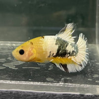 the-fish-farm Premium Male Betta Fancy Plakat Betta Male - One Only - 3 Buy this Premium Male Plakat Betta - One Only The Fish Farm Australia 
