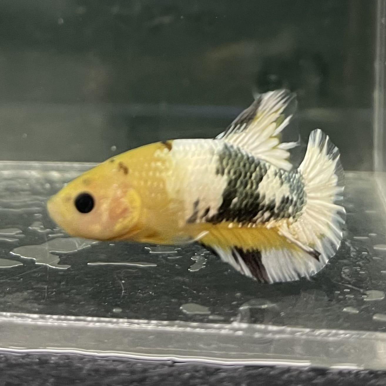 the-fish-farm Premium Male Betta Fancy Plakat Betta Male - One Only - 3 Buy this Premium Male Plakat Betta - One Only The Fish Farm Australia 
