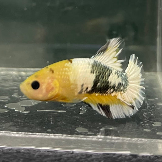 the-fish-farm Premium Male Betta Fancy Plakat Betta Male - One Only - 3 Buy this Premium Male Plakat Betta - One Only The Fish Farm Australia 