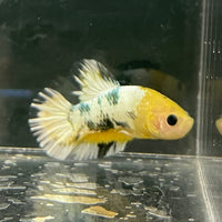 the-fish-farm Premium Male Betta Fancy Plakat Betta Male - One Only - 3 Buy this Premium Male Plakat Betta - One Only The Fish Farm Australia 