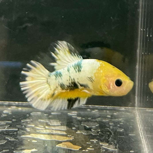 the-fish-farm Premium Male Betta Fancy Plakat Betta Male - One Only - 3 Buy this Premium Male Plakat Betta - One Only The Fish Farm Australia 